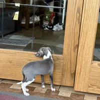 Sweetie , a female Italian Greyhound for sale in Nappanee, IN – Photo 8 of 10