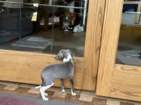 Sweetie , a female Italian Greyhound for sale in Nappanee, IN – Photo 8 of 10