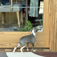 Sweetie , a female Italian Greyhound for sale in Nappanee, IN – Photo 2 of 10