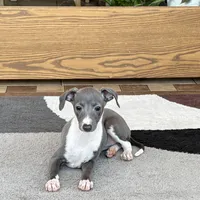 Sweetie , a female Italian Greyhound for sale in Nappanee, IN – Photo 7 of 10