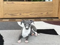 Sweetie , a female Italian Greyhound for sale in Nappanee, IN – Photo 7 of 10