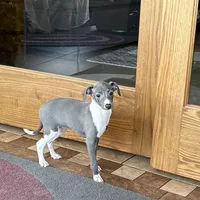 Sweetie , a female Italian Greyhound for sale in Nappanee, IN – Photo 3 of 10