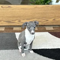 Sweetie , a female Italian Greyhound for sale in Nappanee, IN – Photo 6 of 10