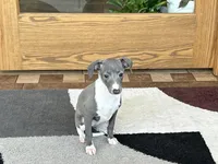 Sweetie , a female Italian Greyhound for sale in Nappanee, IN – Photo 6 of 10