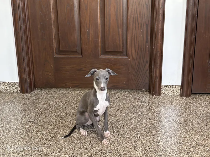 Dakin – Italian Greyhound puppy for sale in Nappanee, IN