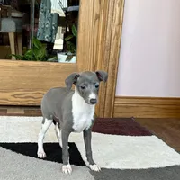 Sweetie , a female Italian Greyhound for sale in Nappanee, IN – Photo 4 of 10