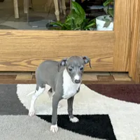 Sweetie , a female Italian Greyhound for sale in Nappanee, IN – Photo 9 of 10