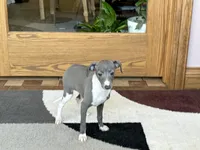 Sweetie , a female Italian Greyhound for sale in Nappanee, IN – Photo 9 of 10