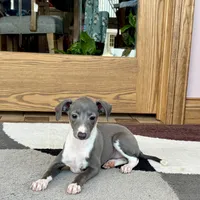 Sweetie , a female Italian Greyhound for sale in Nappanee, IN – Photo 5 of 10