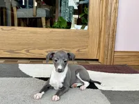 Sweetie , a female Italian Greyhound for sale in Nappanee, IN – Photo 5 of 10