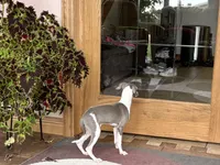 Shadow , a male Italian Greyhound for sale in Nappanee, IN – 6 of 7