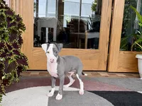 Scottie, a male Italian Greyhound for sale in Nappanee, IN – 5 of 8