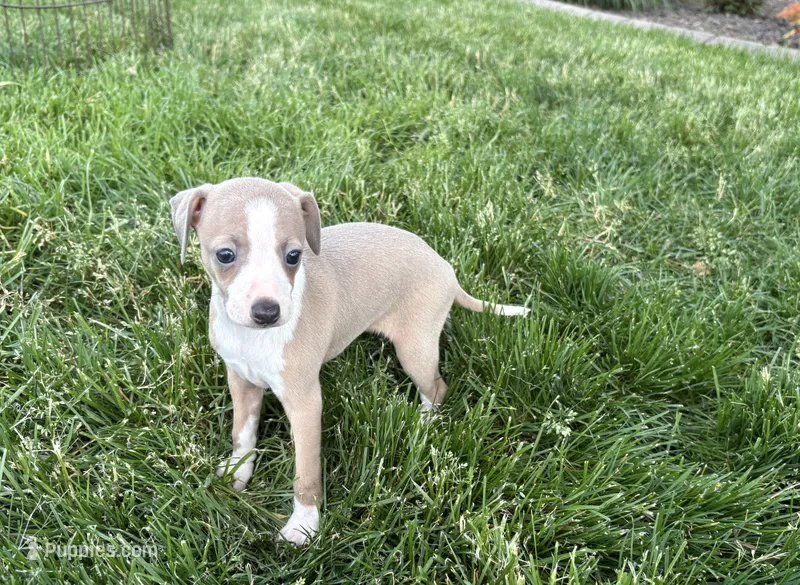 Leona – Italian Greyhound puppy for sale in Nappanee, IN