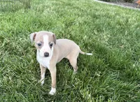 Leona, a female Italian Greyhound for sale in Nappanee, IN – 1 of 8
