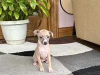 Janie, a female Italian Greyhound for sale in Nappanee, IN – 6 of 10
