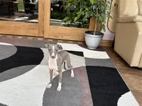 Georgia, a female Italian Greyhound for sale in Nappanee, IN – 5 of 9
