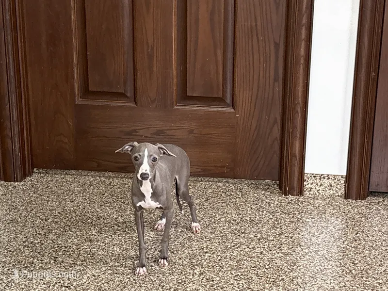Olive – Italian Greyhound puppy for sale in Nappanee, IN