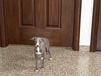 Olive, a female Italian Greyhound for sale in Nappanee, IN – 1 of 9