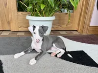 Scottie, a male Italian Greyhound for sale in Nappanee, IN – 7 of 8