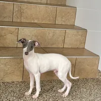 Jace, a male Italian Greyhound for sale in Nappanee, IN – Photo 7 of 8