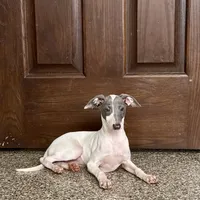 Jace, a male Italian Greyhound for sale in Nappanee, IN – Photo 3 of 8