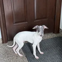 Jace, a male Italian Greyhound for sale in Nappanee, IN – Photo 8 of 8