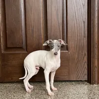 Jace, a male Italian Greyhound for sale in Nappanee, IN – Photo 6 of 8