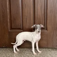 Jace, a male Italian Greyhound for sale in Nappanee, IN – Photo 1 of 8