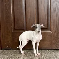 Jace, a male Italian Greyhound for sale in Nappanee, IN – Photo 2 of 8