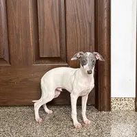 Jace, a male Italian Greyhound for sale in Nappanee, IN – Photo 5 of 8