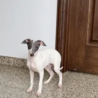 Jace, a male Italian Greyhound for sale in Nappanee, IN – Photo 4 of 8