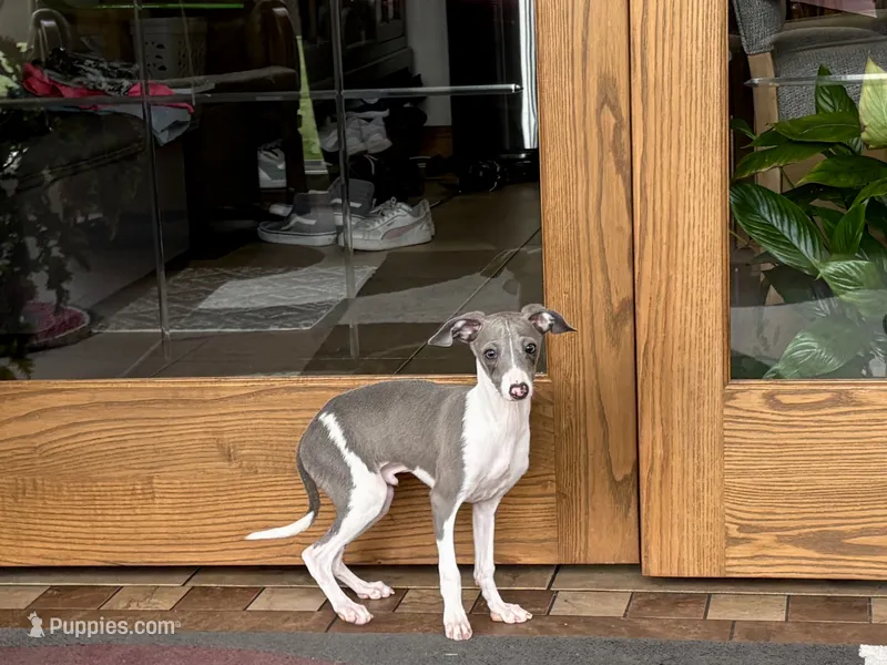 Shadow  – Italian Greyhound puppy for sale in Nappanee, IN
