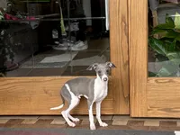 Shadow , a male Italian Greyhound for sale in Nappanee, IN – 1 of 7