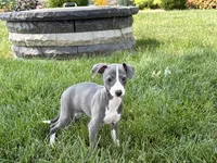 Janie , a female Italian Greyhound for sale in Nappanee, IN – 8 of 8