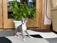 Olive, a female Italian Greyhound for sale in Nappanee, IN – 6 of 10
