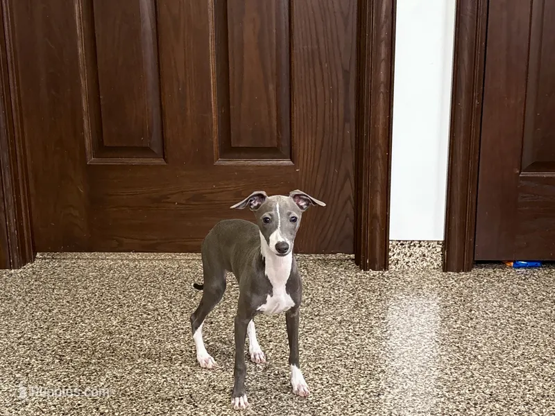 Janie  – Italian Greyhound puppy on hold in Nappanee, IN