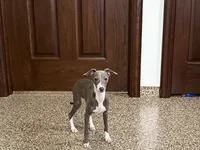 Janie , a female Italian Greyhound for sale in Nappanee, IN – 1 of 8