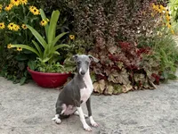 Dakin , a male Italian Greyhound for sale in Nappanee, IN – 3 of 7