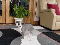 Olive, a female Italian Greyhound for sale in Nappanee, IN – 2 of 10