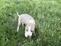 Leona, a female Italian Greyhound for sale in Nappanee, IN – 4 of 8