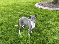 Lindsey , a female Italian Greyhound for sale in Nappanee, IN – 1 of 9