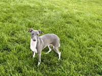 Lindsey , a female Italian Greyhound for sale in Nappanee, IN – 2 of 9