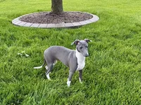 Lindsey , a female Italian Greyhound for sale in Nappanee, IN – 3 of 9