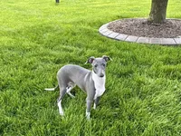 Lindsey , a female Italian Greyhound for sale in Nappanee, IN – 5 of 9