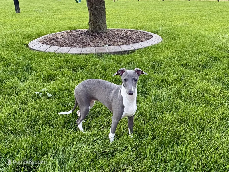 Lindsey  – Italian Greyhound puppy for sale in Nappanee, IN