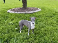 Lindsey , a female Italian Greyhound for sale in Nappanee, IN – 6 of 9
