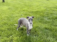 Lindsey , a female Italian Greyhound for sale in Nappanee, IN – 9 of 9