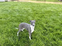 Lindsey , a female Italian Greyhound for sale in Nappanee, IN – 7 of 9