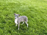 Lindsey , a female Italian Greyhound for sale in Nappanee, IN – 4 of 9