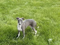 Lindsey , a female Italian Greyhound for sale in Nappanee, IN – 8 of 9
